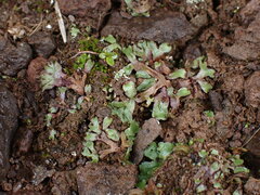 Mannia