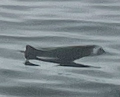 Phocoenoides dalli