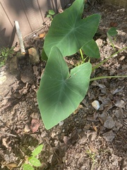 Colocasia