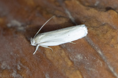 Antaeotricha