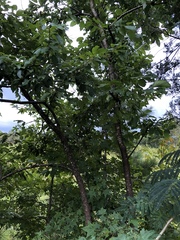 Diospyros virginiana