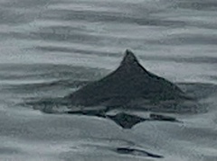 Phocoenoides dalli