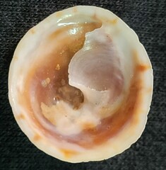 Calyptraea conica