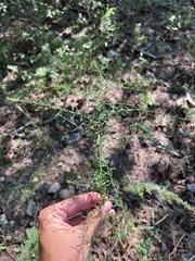 Symphyotrichum lateriflorum horizontale