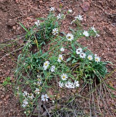 Symphyotrichum falcatum