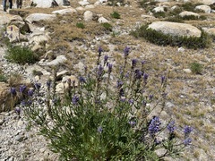 Lupinus argenteus