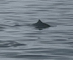 Phocoenoides dalli