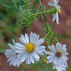 Symphyotrichum falcatum