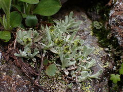Antennaria
