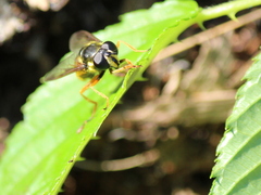 Sericomyia chrysotoxoides image