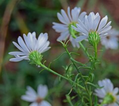 Symphyotrichum falcatum