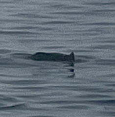 Phocoenoides dalli