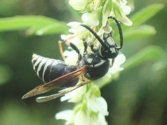 Dolichovespula arctica