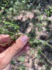 Symphyotrichum lateriflorum horizontale