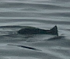 Phocoenoides dalli