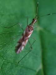 Dicyphus
