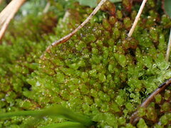 Imbribryum