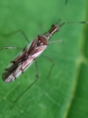 Dicyphus