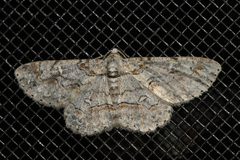 Iridopsis defectaria