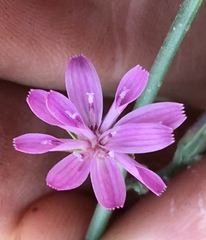 Stephanomeria lactucina