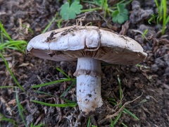 Agaricus xanthodermus