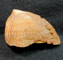 Crucibulum