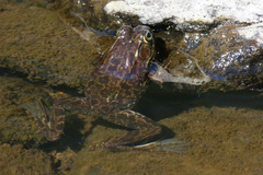 Lithobates septentrionalis