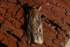 Spodoptera frugiperda