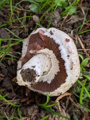 Agaricus xanthodermus