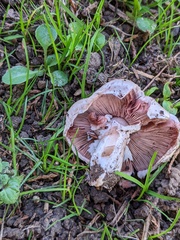 Agaricus xanthodermus