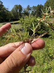 Dichanthelium longiligulatum