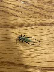Oecanthus nigricornis