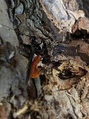 Atanycolus longicauda