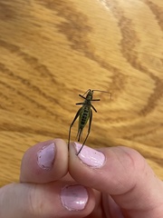 Oecanthus nigricornis