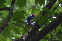 Dendrocopos major