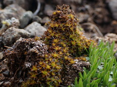 Syntrichia