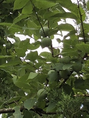 Diospyros virginiana