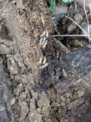 Reticulitermes flavipes