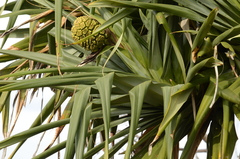 Pandanus tectorius