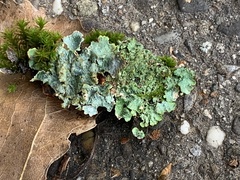 Parmelioideae