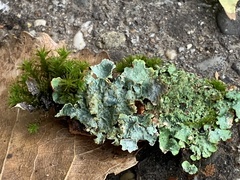 Parmelioideae