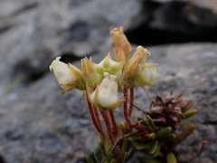Phyllodoce glanduliflora