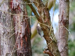 Cormobates leucophaea