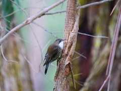 Cormobates leucophaea