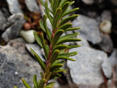 Phyllodoce glanduliflora