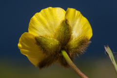 Ranunculus macauleyi