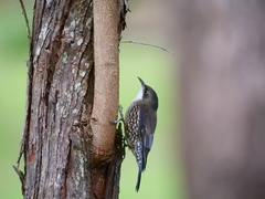 Cormobates leucophaea