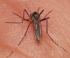 Aedes atropalpus