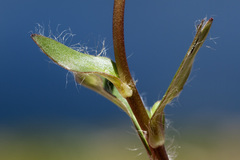 Ranunculus macauleyi
