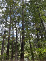 Pinus elliottii